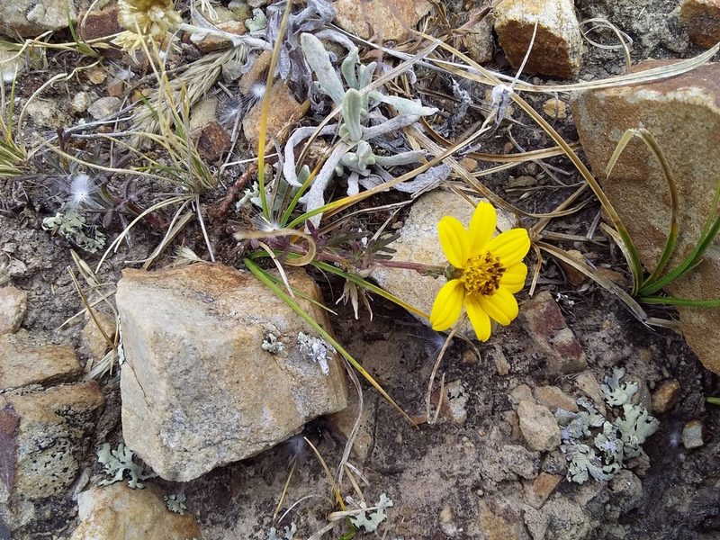 Bidens andicola, photographed by Humber Alberto