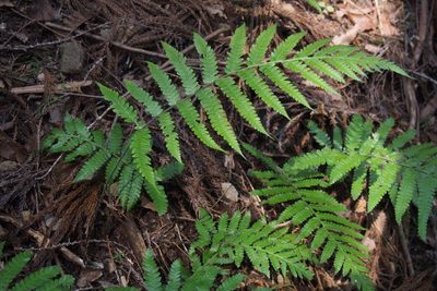 Leptogramma mollissima, photographed by harum.koh