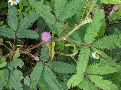 Mimosa diplotricha, photographed by Chen Jia Hong