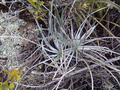 Plantago sericea, photographed by Humber Alberto