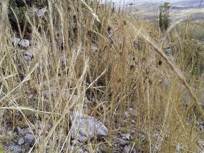 Festuca bromoides, photographed by Humber Alberto