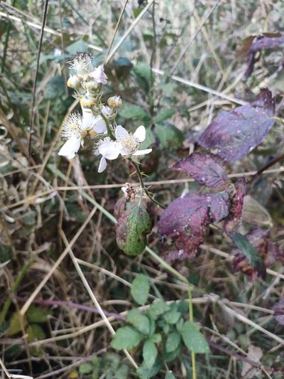 Rubus grabowskii, photographed by Tom Ferguson