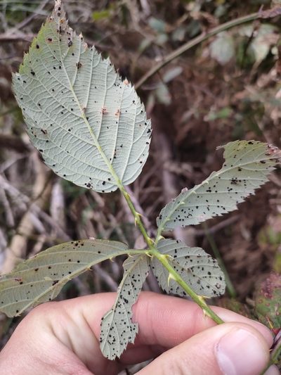 Rubus grabowskii, photographed by Tom Ferguson
