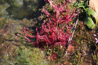 Drosera alba, photographed by Tony Rebelo