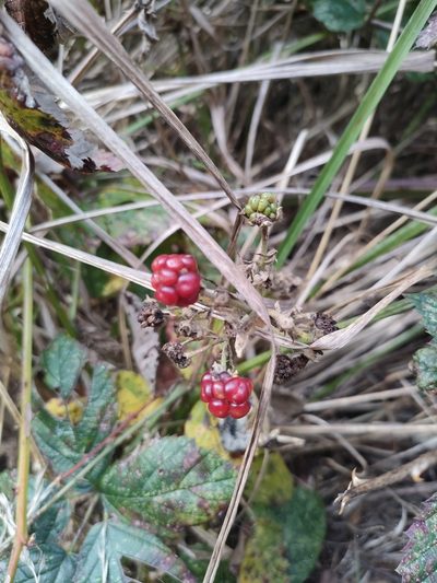 Rubus grabowskii, photographed by Tom Ferguson
