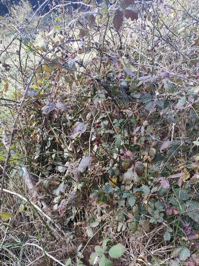 Rubus grabowskii, photographed by Tom Ferguson