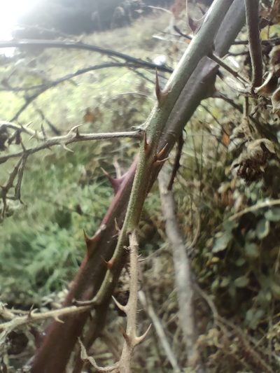Rubus grabowskii, photographed by Tom Ferguson
