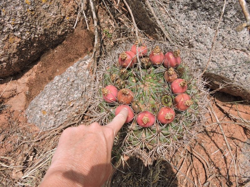 Gymnocalycium saglionis, photographed by Mariana