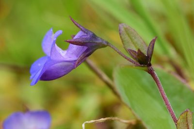 Collinsia grandiflora, photographed by Braden J. Judson