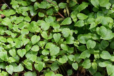 Circaea alpina, photographed by Braden J. Judson