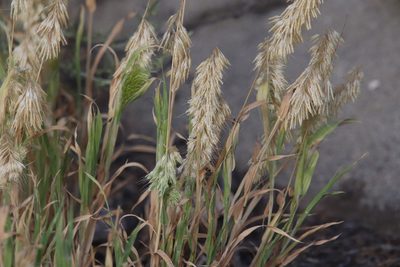 Lamarckia aurea, photographed by Millie Basden