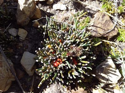Ephedra rupestris, photographed by Humber Alberto