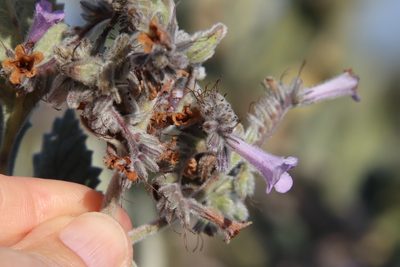 Eriodictyon crassifolium, photographed by Millie Basden
