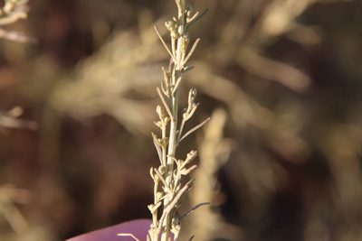 Artemisia californica, photographed by Millie Basden