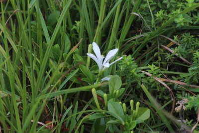Turraea obtusifolia, photographed by Tony Rebelo