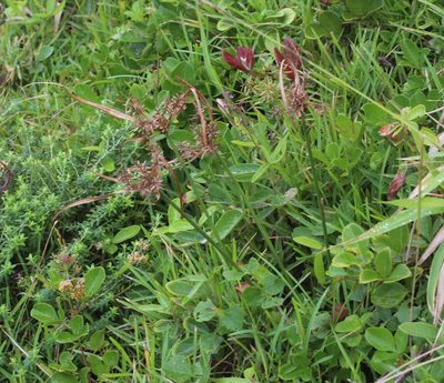 Cyperus intactus, photographed by Tony Rebelo