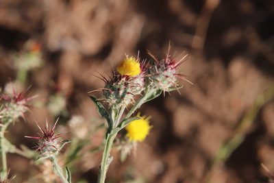Centaurea melitensis, photographed by Millie Basden