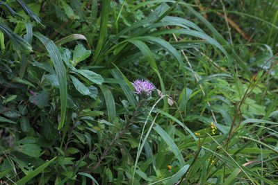 Gymnanthemum corymbosum, photographed by Tony Rebelo