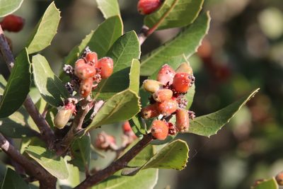 Rhus integrifolia, photographed by Millie Basden