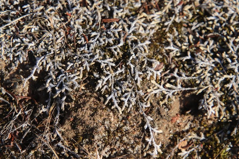 Selaginella cinerascens, photographed by Millie Basden