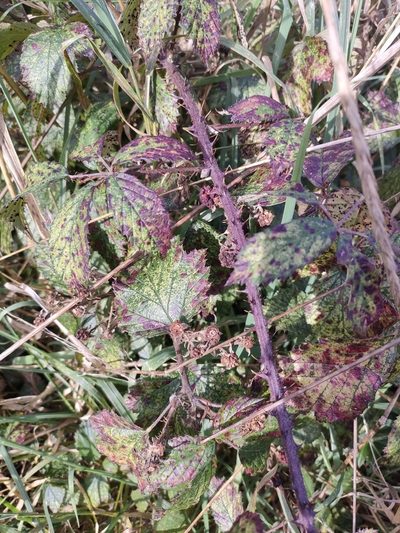 Rubus echinatus, photographed by Tom Ferguson
