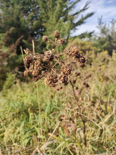 Rubus echinatus, photographed by Tom Ferguson