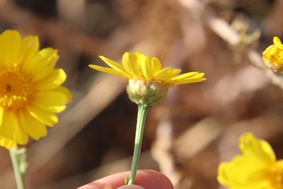 Glebionis coronaria, photographed by Millie Basden