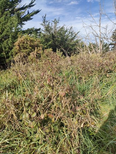 Rubus echinatus, photographed by Tom Ferguson
