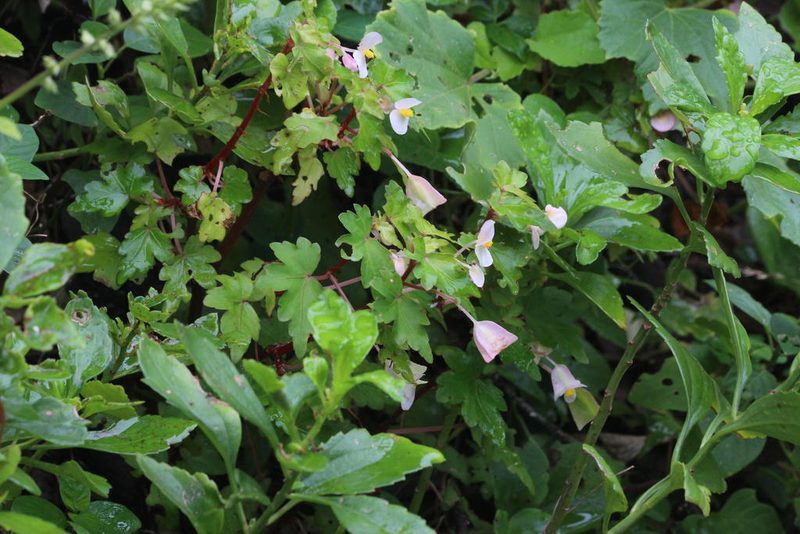 Begonia dregei, photographed by Tony Rebelo