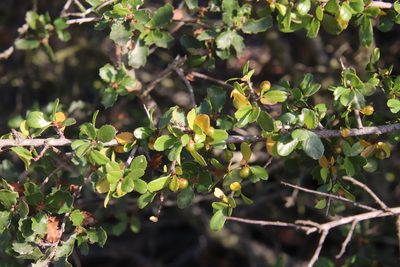 Rhamnus crocea, photographed by Millie Basden