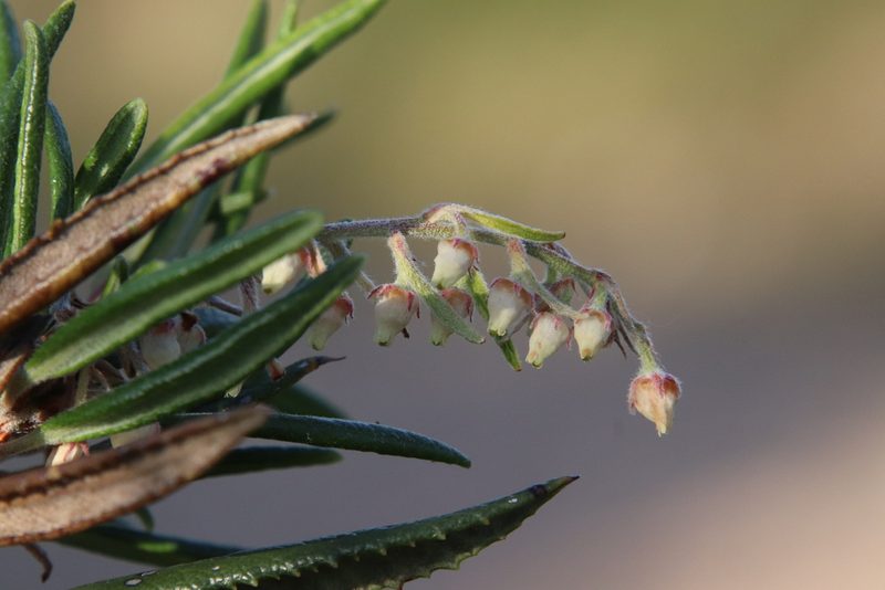 Comarostaphylis diversifolia, photographed by Millie Basden