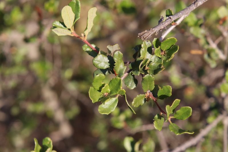 Quercus dumosa, photographed by Millie Basden