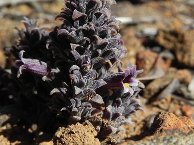 Orobanche bulbosa, photographed by James C. Davis