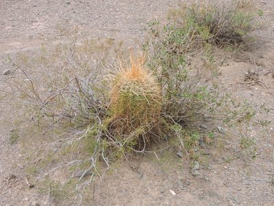 Leucostele atacamensis, photographed by Mariana