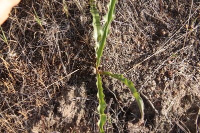 Hooveria parviflora, photographed by Millie Basden