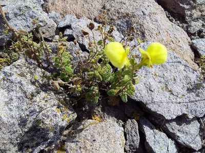 Calceolaria parviflora, photographed by Humber Alberto