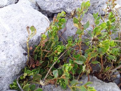 Muehlenbeckia volcanica, photographed by Humber Alberto