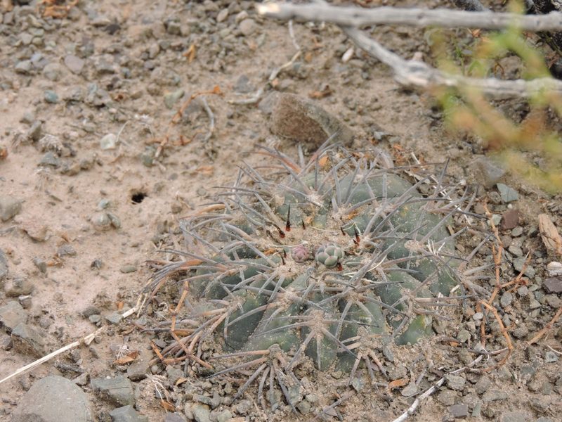 Gymnocalycium spegazzinii, photographed by Mariana