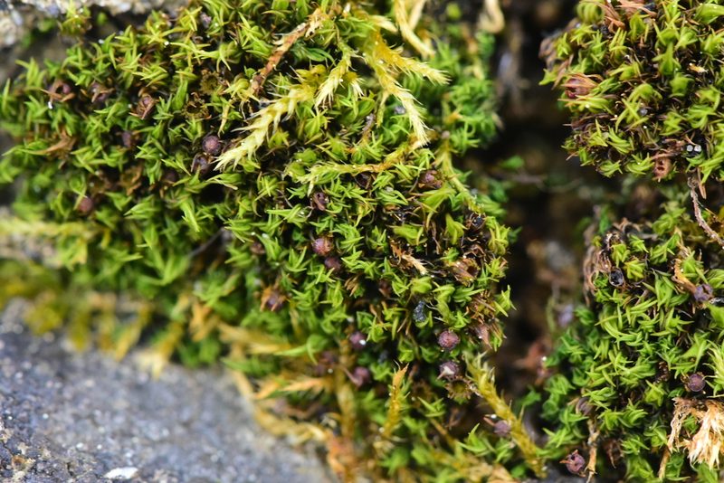 Schistidium maritimum, photographed by Braden J. Judson