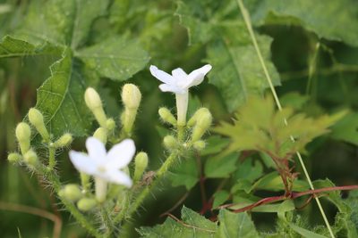 Cnidoscolus texanus, photographed by Rich Sommer