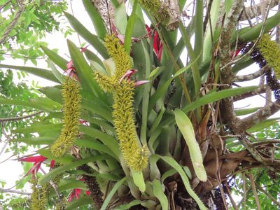 Aechmea setigera