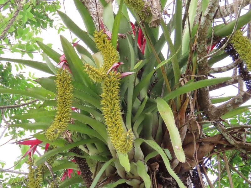Aechmea setigera, photographed by chelina batista