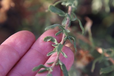 Isocoma menziesii, photographed by Millie Basden