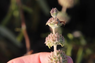 Salvia mellifera, photographed by Millie Basden