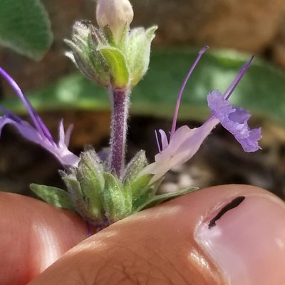 Salvia sonomensis