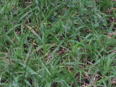 Dactyloctenium australe, photographed by Tony Rebelo
