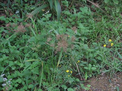 Cyperus distans, photographed by Tony Rebelo