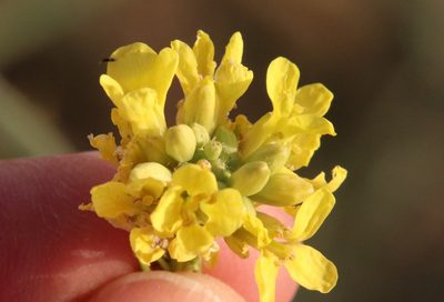 Hirschfeldia incana