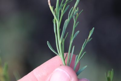 Baccharis sarothroides, photographed by Millie Basden