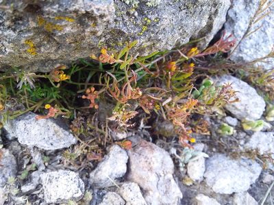 Quinchamalium chilense, photographed by Humber Alberto